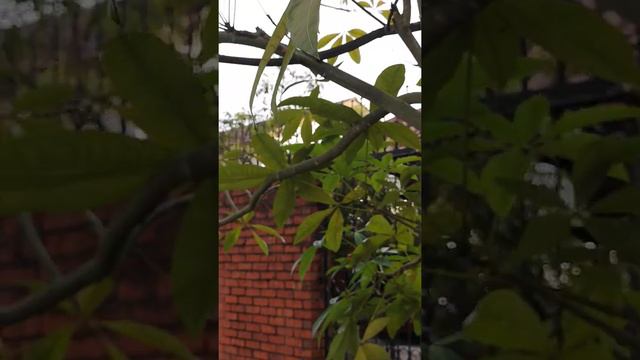 Шишки пахиры смотреть онлайн