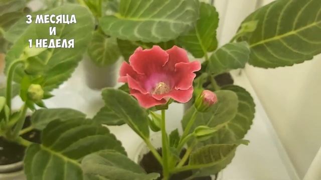 ГЛОКСИНИЯ - от ростка до цветения. Выращиваю глоксинии из своих семян. смотреть онлайн