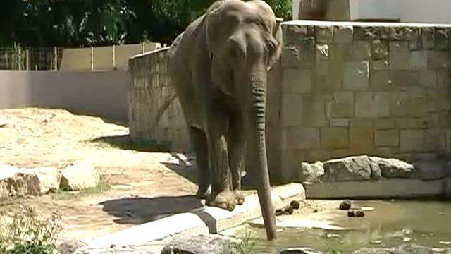 Венгрия. Зоопарк в Будапеште: экзотические звери. Zoo in Budapest смотреть онлайн