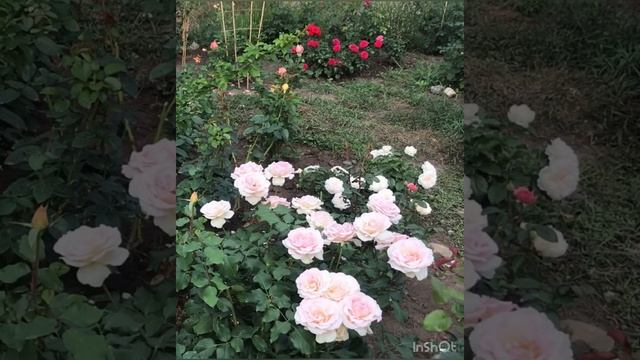 Роза Иоганн Штраус смотреть онлайн