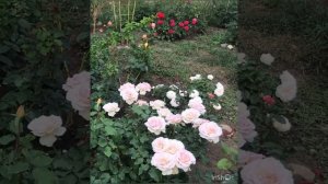 Роза Иоганн Штраус