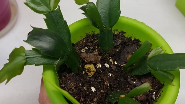 Опасность механических травм у основания шлюмбергеры смотреть онлайн