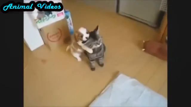 Приколы с животными №21 Кошка любит собачку Смешные животные Animal videos смотреть онлайн