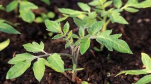 Что делать если ПЕРЕКОРМИЛИ ТОМАТЫ АЗОТОМ