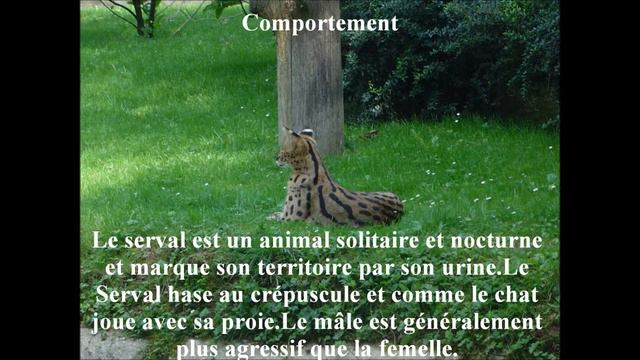 Fiche Animalière - Le Serval смотреть онлайн