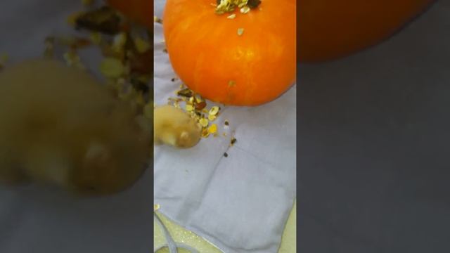 Мы назвали нашего сирийского хомячка Персиком! Хомяк в тыкве)) смотреть онлайн
