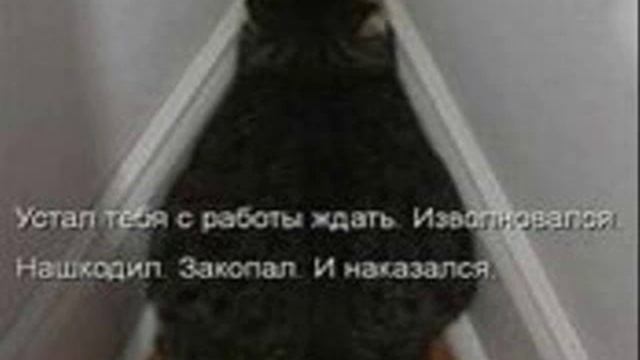 501 приколы +про животный видео онлайн смотреть онлайн
