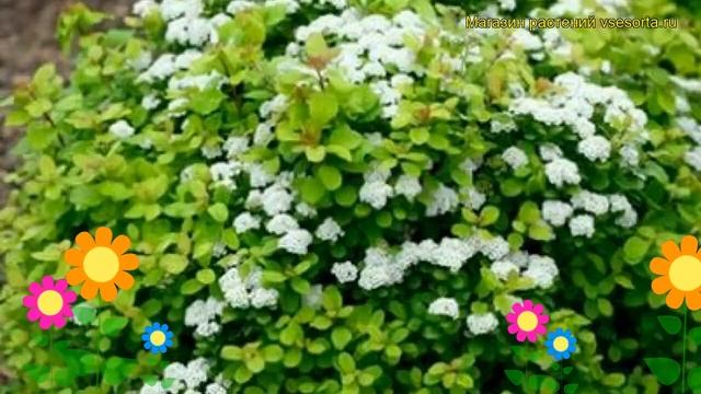 Спирея березолистная Осторов (исланд). Краткий обзор, описание Spiraea Betulifolia Island