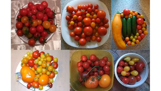 Помидоров у вас всегда будет валом с этой подкормкой. Мой огород на окне. смотреть онлайн