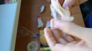 Замачиваем семена в перекиси водорода. Суперсредство? Проводим эксперимент!