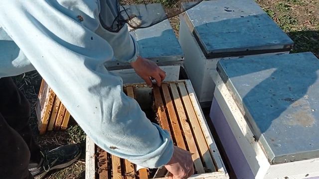 Что в гнезде на 9 марта🤔🐝🐝🐝🌞 смотреть онлайн