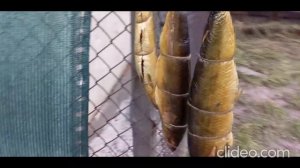 Селедка горячего копчения  Третий опыт