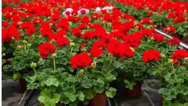 Этот цветок должен быть в каждом доме! И вот почему.. смотреть онлайн