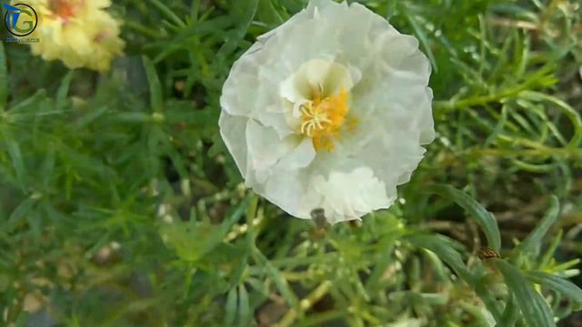 Amazing Time Lapse film of Moss Roses Blooming part 2 смотреть онлайн