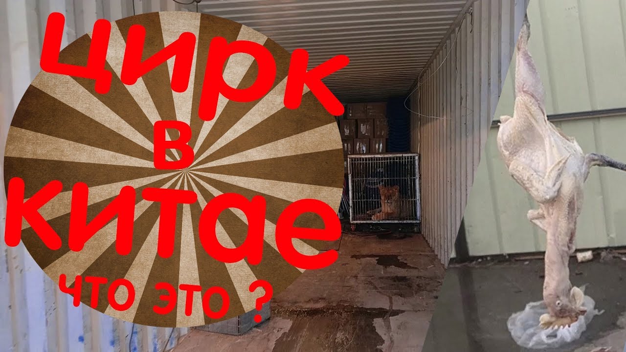 настоящий цирк в китае и шоу мотоциклистов в клетке.закулисная жизнь артистов и животных шапито смотреть онлайн