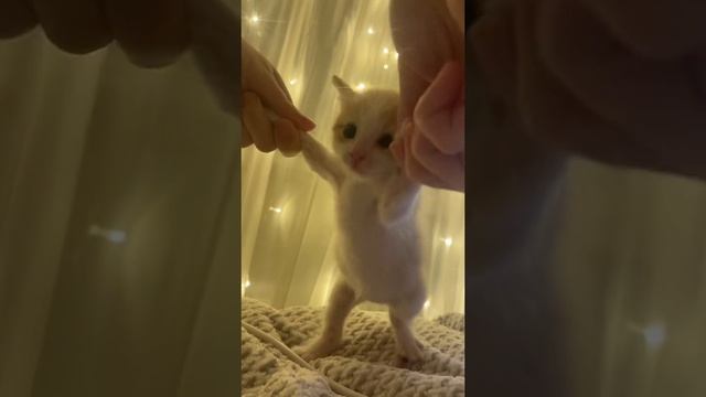 тыц тыц тыц хахааха смотреть онлайн