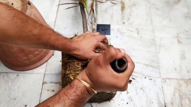 How to make Dracaena plant bushy, Dracaena plant growing tip, Dracaena marginata cutting propagatio смотреть онлайн