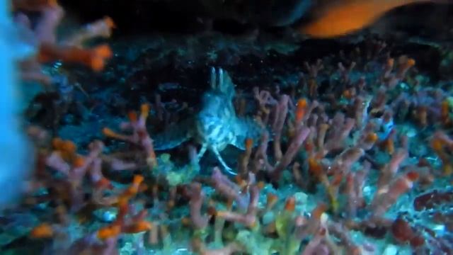 NIKON COOLPIX AW110 - UNDERWATER TEST | TEULADA (SARDEGNA) 28.8.2013 смотреть онлайн