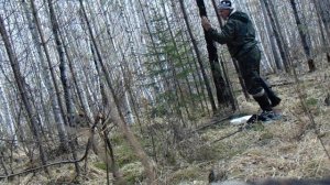 Солонцы на земле- установка фото ловушки/Изюбр:Лось.