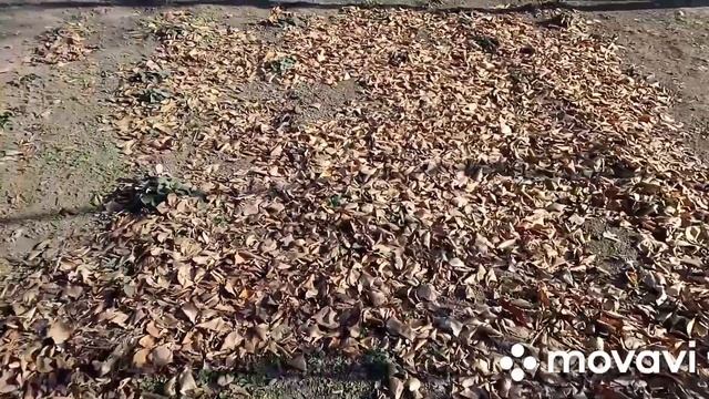 #загороднаяжизнь #осенниелистья #применениелистьев. ОСЕНЬ.КУДА ДЕВАТЬ ОПАВШИЕ ЛИСТЬЯ?МОЙ СОВЕТ смотреть онлайн