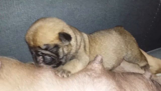 Мимими. Щенок мопс кушает смотреть онлайн