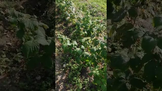 Ремонтантная малина, сбор урожая смотреть онлайн