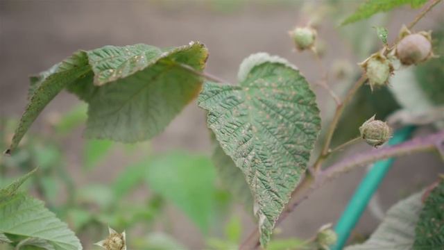 Обрезка ремонтантной малины. Как обрезать ремонтантную малину. смотреть онлайн