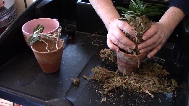 12 Plant Days of Xmas - nursery visit, unbox lost succulents, neofinetia repot, stratify dictamnus смотреть онлайн