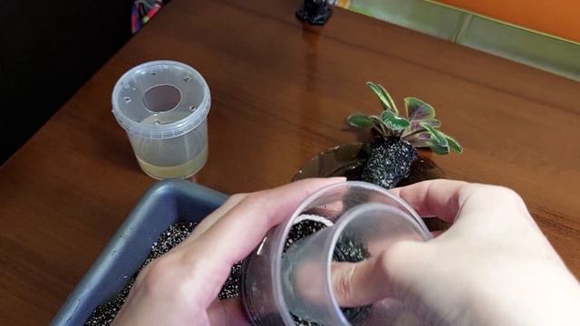 Пересадка методом ПЕРЕВАЛКИ ФІАЛОЧКИ смотреть онлайн