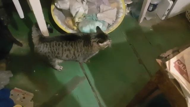 ВАРЮ РЫБУ КОШКЕ .ЧЕМ КОРМИТЬ КОШЕК. ЕДА ДЛЯ КОТОВ смотреть онлайн