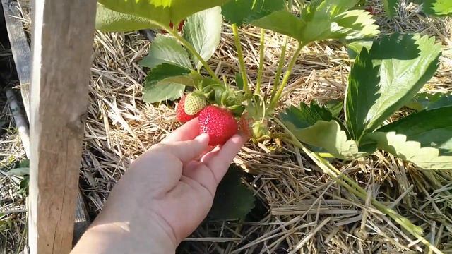 Сорта Сандра и Ариана дегустация,впечатления? смотреть онлайн