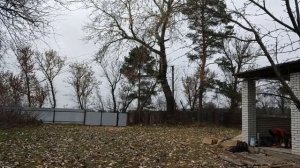 Профессиональный спил дерева