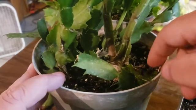 HOW TO PROPAGATE CHRISTMAS CACTUS смотреть онлайн
