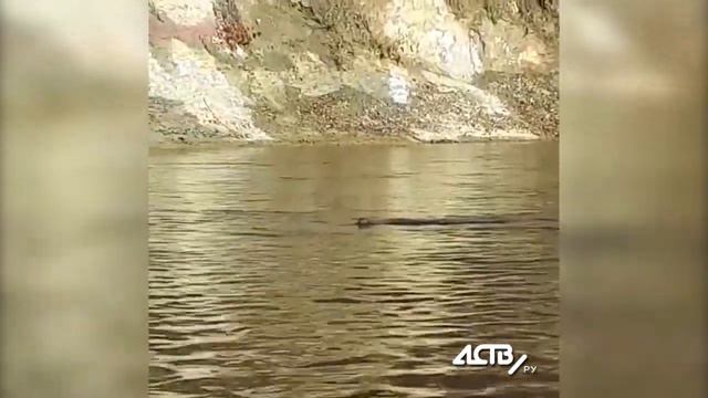 Сахалинский рыбак приехал на реку за кунджой, а "поймал" норку смотреть онлайн