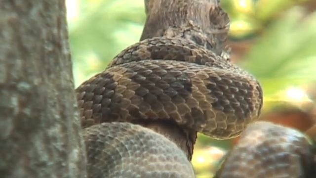 Gloydius intermedius on tree - Средний (каменистый) щитомордник на дереве смотреть онлайн