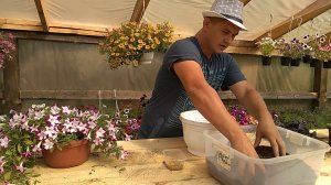 Петуния перевалка в взрослого растения. Новый способ перевалки петунии.