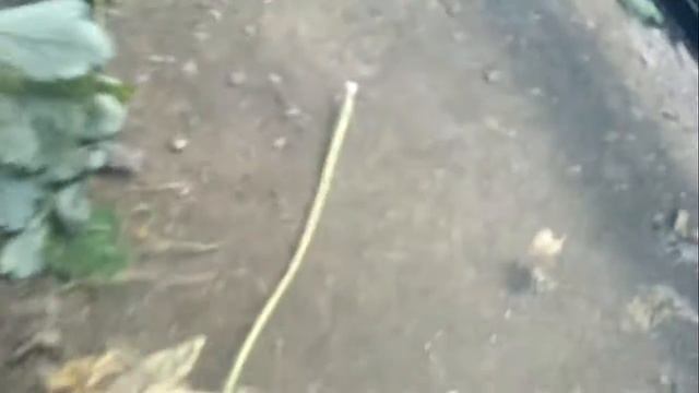 Обкатка китайской бензопилы. смотреть онлайн