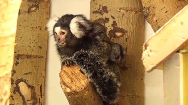 Обезьянки Игрунки