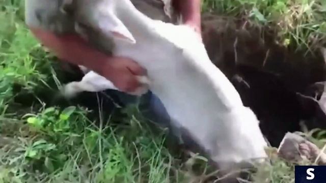 Эти Животные Просили о Помощи ч. 7 смотреть онлайн