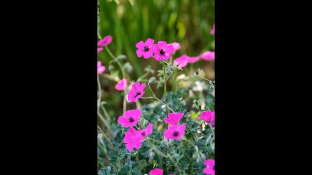 Ooievaarsbek (Tuingeranium) смотреть онлайн