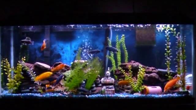 Mbuna Lake Malawi Tank Red Zebra, Maingano, Synodontis смотреть онлайн