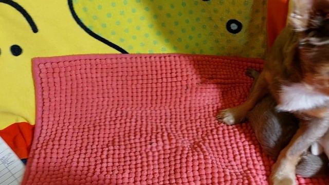 цена в видео,наши САМЫЕ маленькие и очень красивые щенки чихуахуа питомник Кастропуло 89787458062 смотреть онлайн