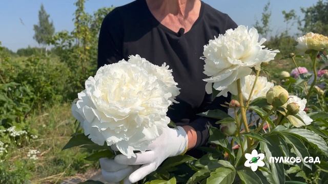 Ann Cousins peony. Анн Кусинс пион. Пулков сад смотреть онлайн