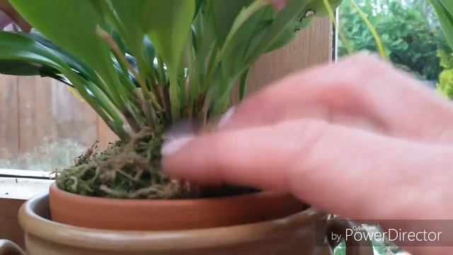 Masdevallia Caudata 