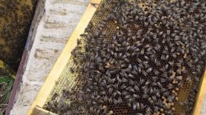 Как пометить пчелиную матку