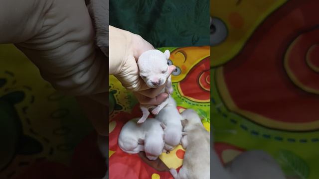 подрастают чихуахуа малыши смотреть онлайн