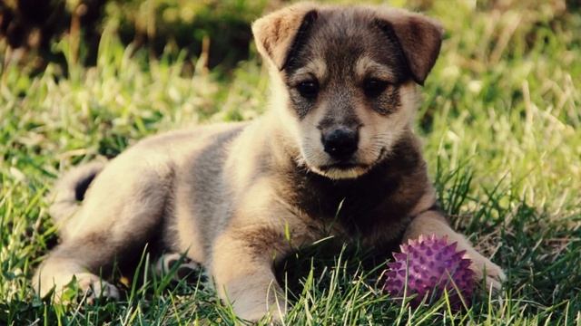 Стая волков окружила мальчика. Но один из них неожиданно встал на защиту ребенка. смотреть онлайн