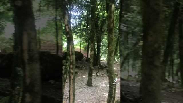 Самшитовый лес в Абхазии ?? смотреть онлайн