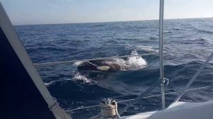 Касатки атаковали яхту перед входом в Гибралтар