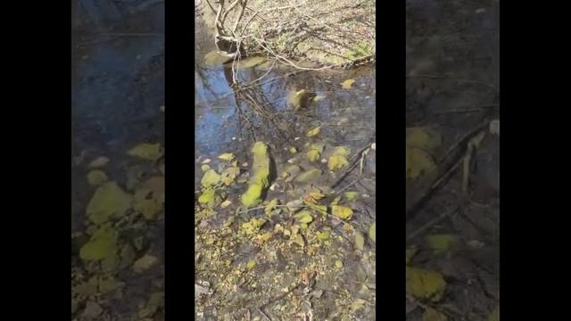 Природный парк Странджа смотреть онлайн